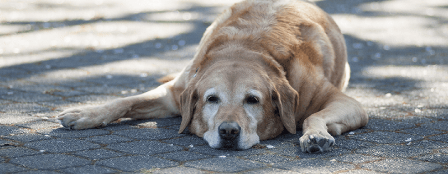 Golpe De Calor En Perros Purina